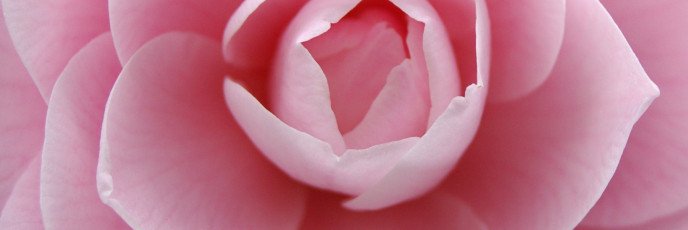 Pink Flower